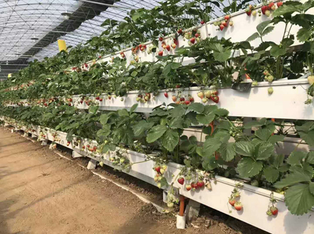 草莓立体种植架